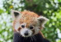 Curraghs Wildlife Park welcomes spanish red panda Malik