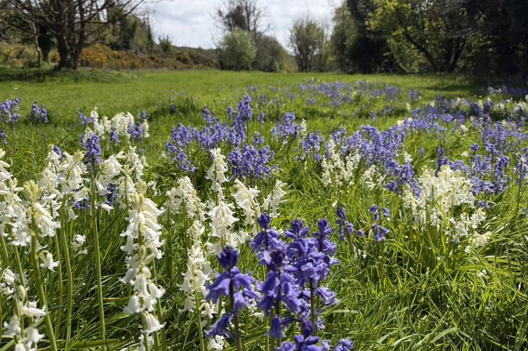 White and blue bells near the start of the Postman's Walk in Laxey