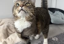 'The Hidden Cost of Cute': Charity campaign highlights issues with 'cute' pets