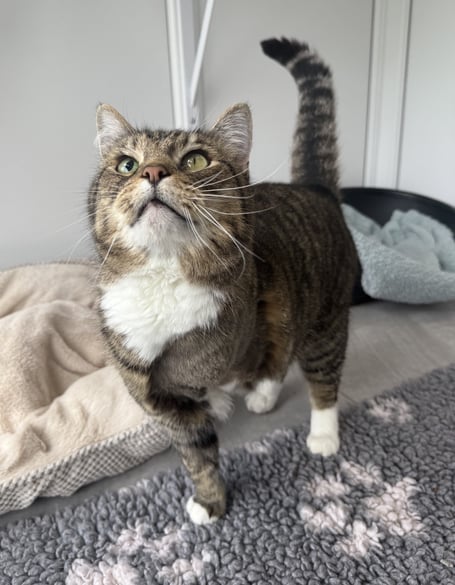 Leo the three-legged cat