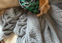 Extensive search effort continues for three-legged Chihuahua