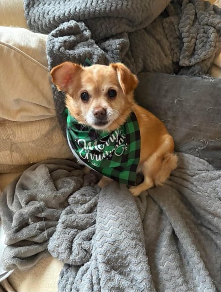 Dolly the three-legged Chihuahua