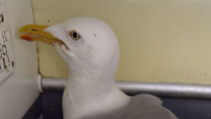 Herring gull rescued by RNLI crew after being found entangled in fishing line