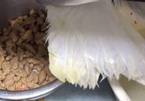 Herring gull rescued by RNLI crew after being found entangled in fishing line