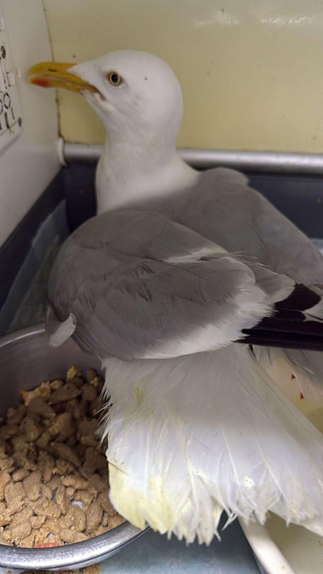 The rescued herring gull