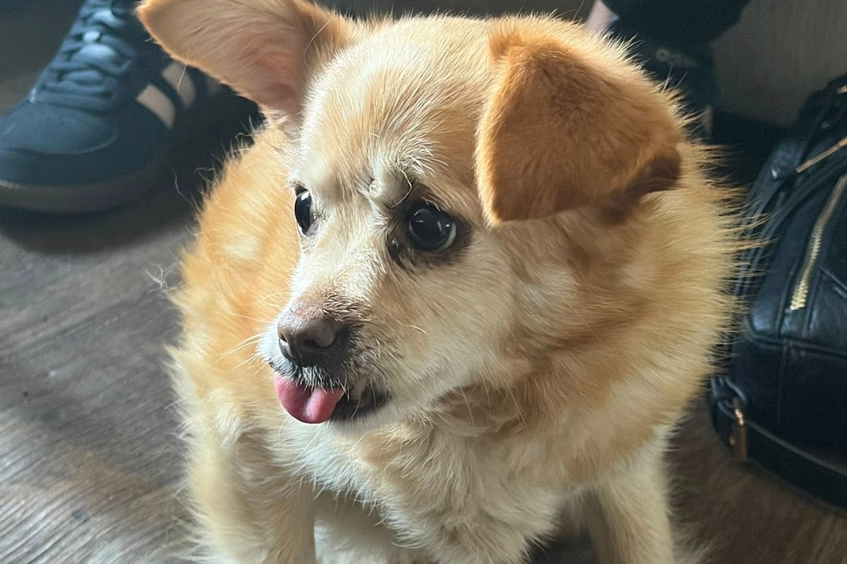 Missing three-legged Chihuahua found