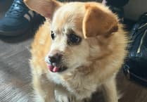 Missing three-legged Chihuahua found