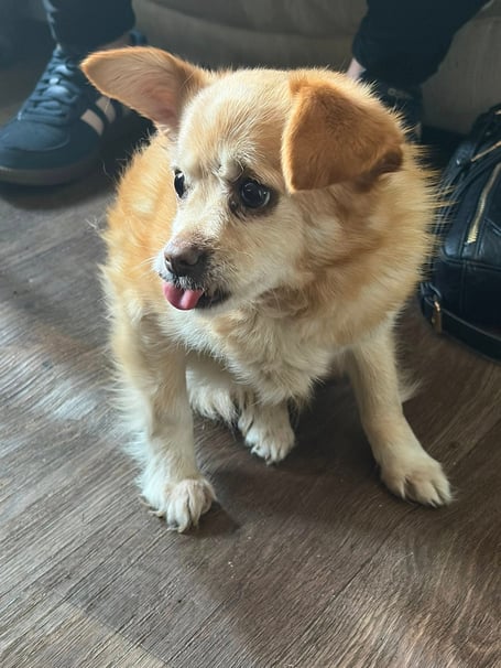 Dolly the three-legged Chihuahua has now been found