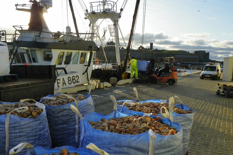 Shellfish is offloaded from a trawler at Peel