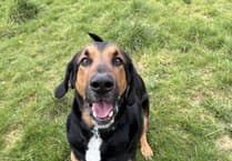 MSPCA warns pet owners of hot weather dangers for dogs