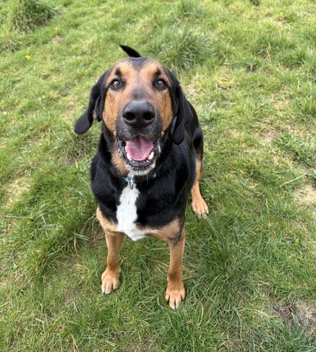 Pluto is available for adoption from the MSPCA