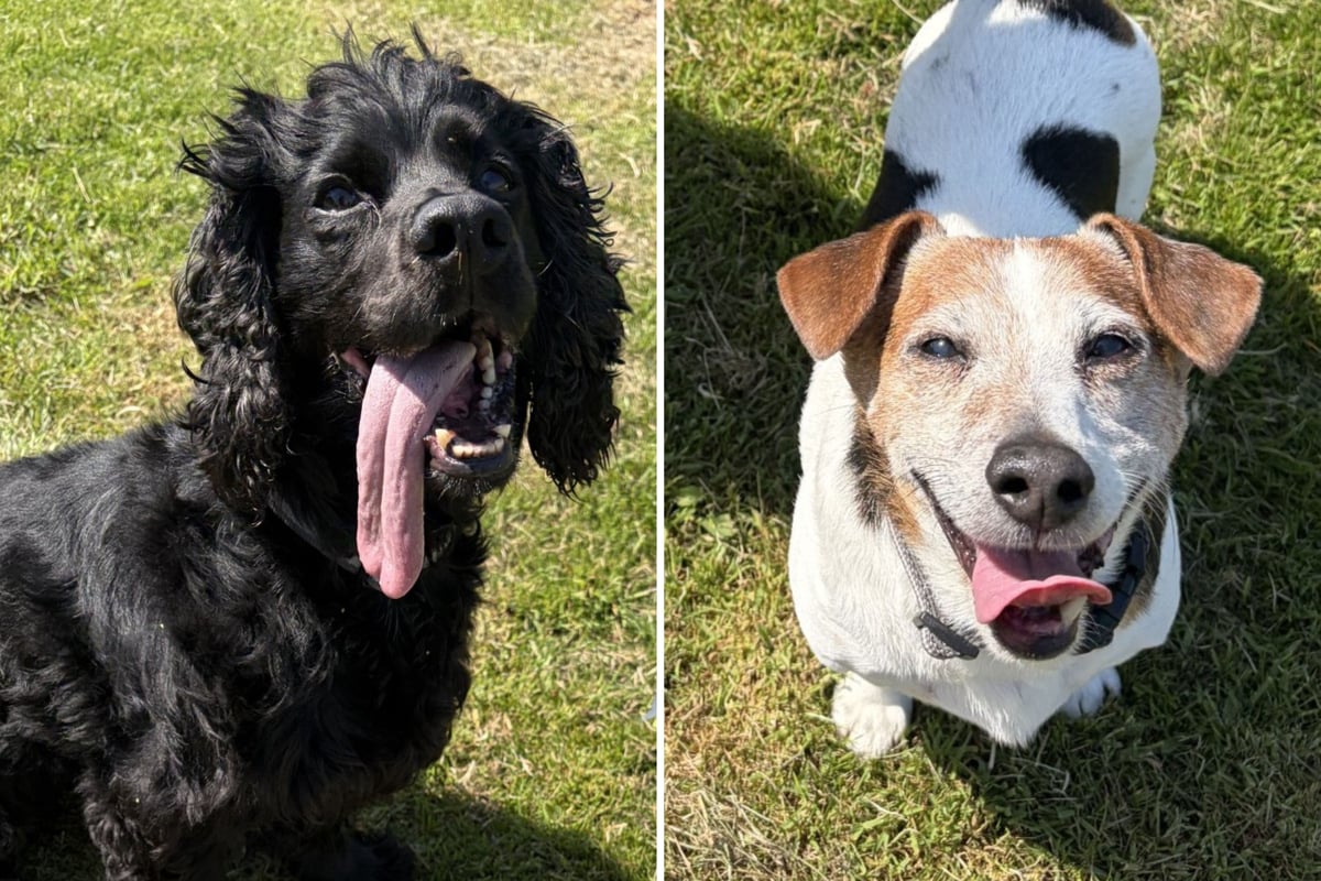 Why dogs and cats eat grass: exploring the surprising health benefits