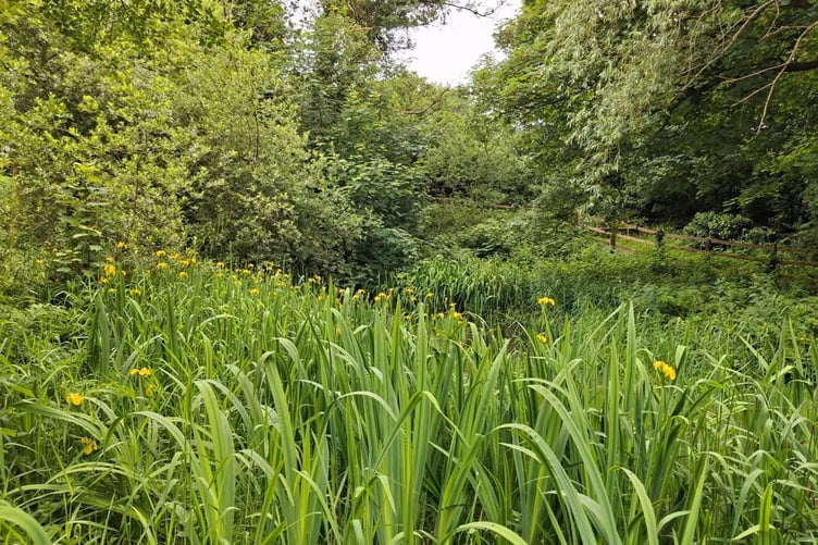 The Onchan wetlands