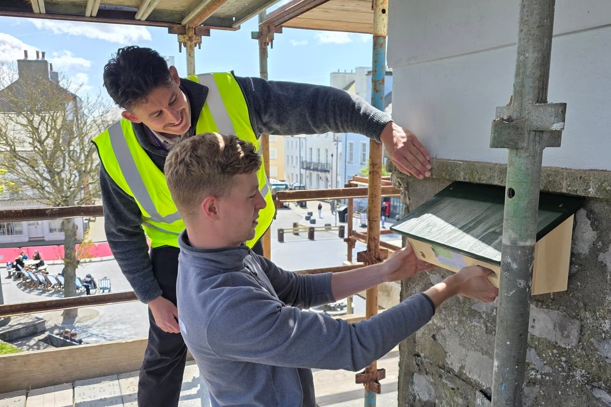 New swift nest boxes installed at Castletown visitor hub