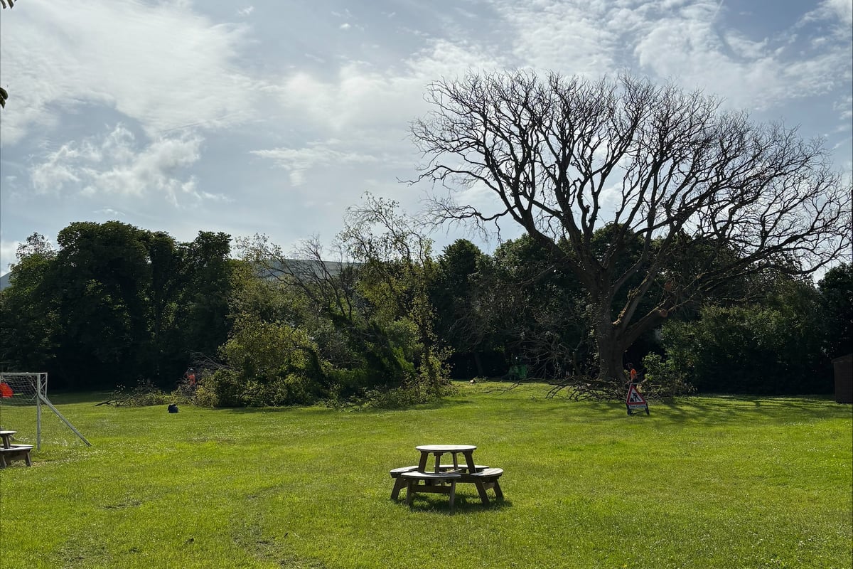 'Very sad day: Elm trees chopped down after 250 years
