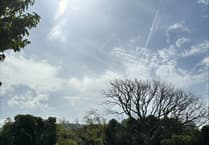 'Very sad day’: Elm trees chopped down after 250 years