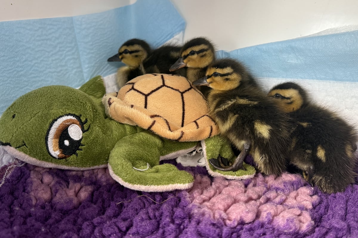 MSPCA column: How to help baby birds during the busy season