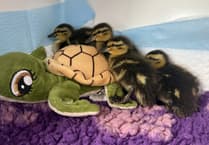 MSPCA column: How to help baby birds during the busy season