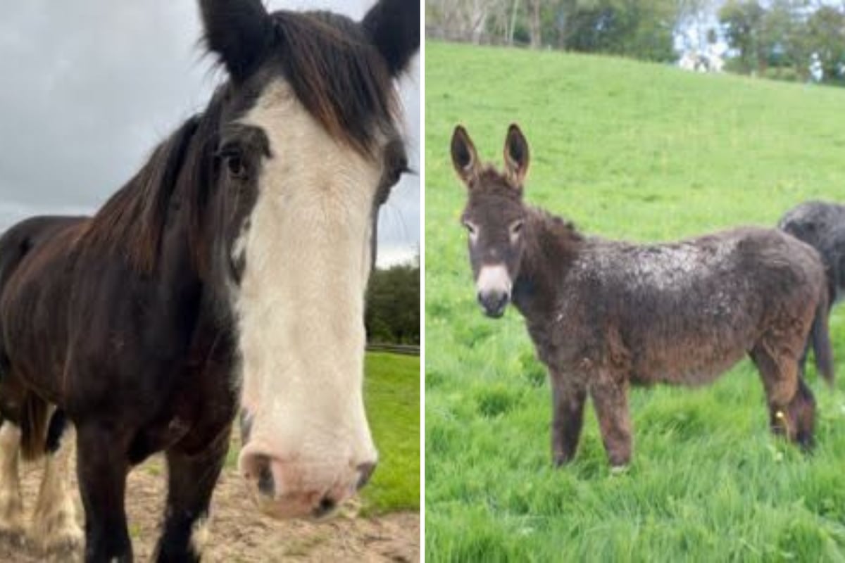Charity share heartfelt tribute after passing of two of its residents