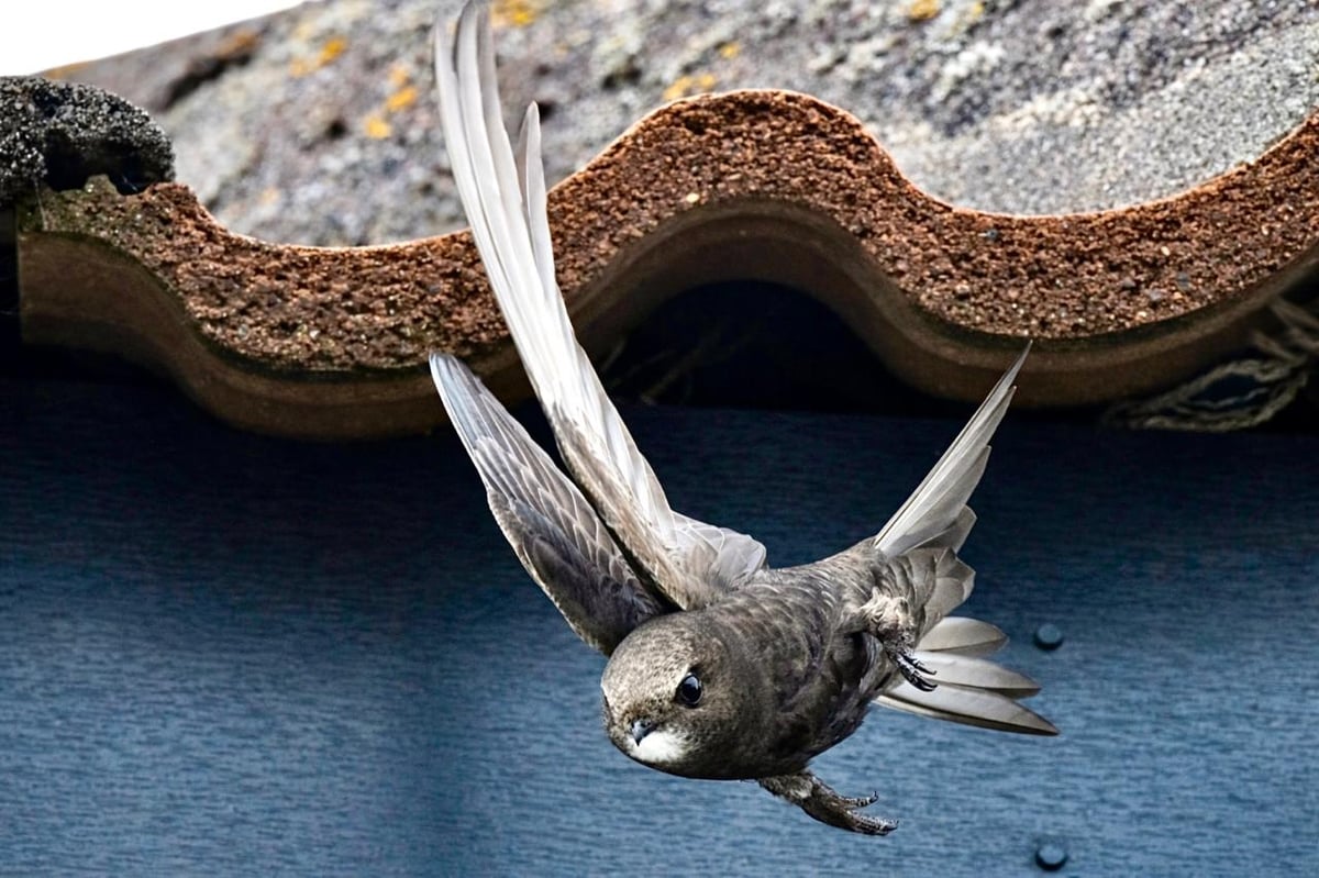 Isle of Man Bird Club invites public to participate in 'Swift Walk'