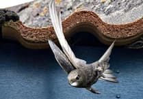 Isle of Man Bird Club invites public to participate in 'Swift Walk'