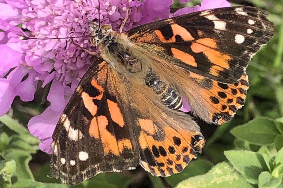 Isle of Man all of a flutter over latest invasion from north Africa