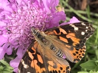 Isle of Man all of a flutter over latest invasion from north Africa