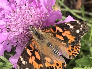 Isle of Man all of a flutter over latest invasion from north Africa
