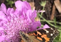 Isle of Man all of a flutter over latest invasion from north Africa