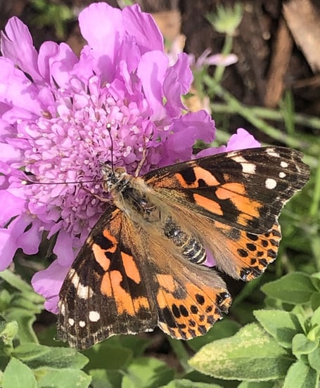Painted lady butterfly