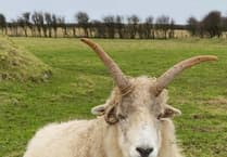 Isle of Man reviews dog laws to curb livestock attacks