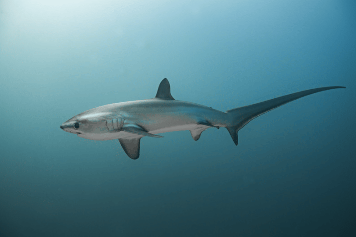 A common thresher shark