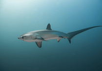 'Remarkable' species of shark given full legal protection in Isle of Man waters