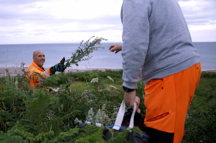 The bollan bane being gathered by the Department of Infrastructure's John Sayle and Gary O’Brien