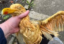 'We should be ashamed': Anger as birds rescued after being coated in mystery oil
