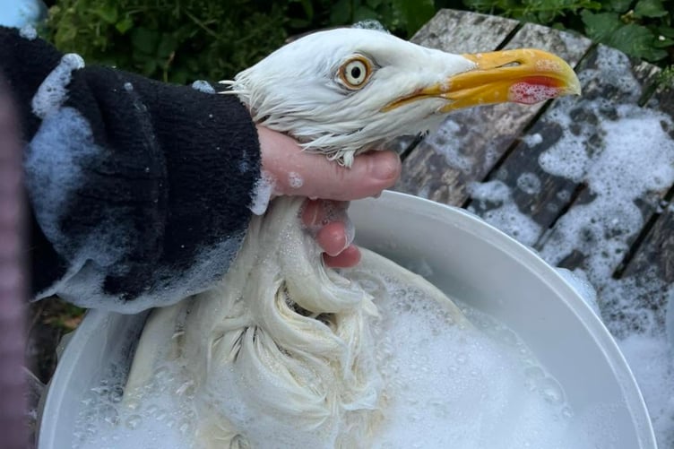 Wildlife rescuers dedicate their time to save the birds