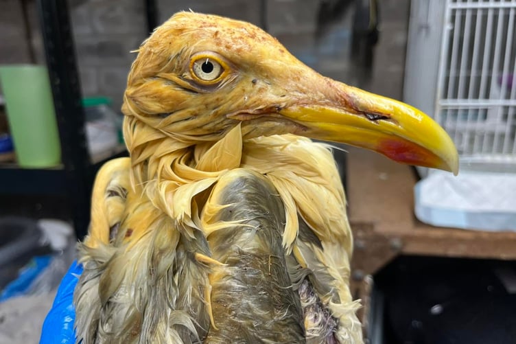 The oil affects the bird ability to live