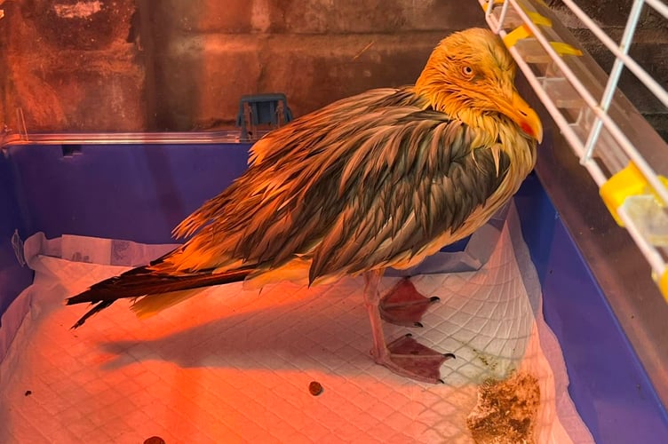 A recently captured herring gull that had be covered in oil