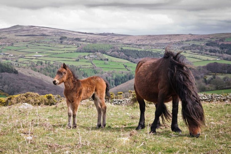 Dartmoor ponies