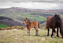 What potential cull of Dartmoor ponies means for Isle of Man wildlife