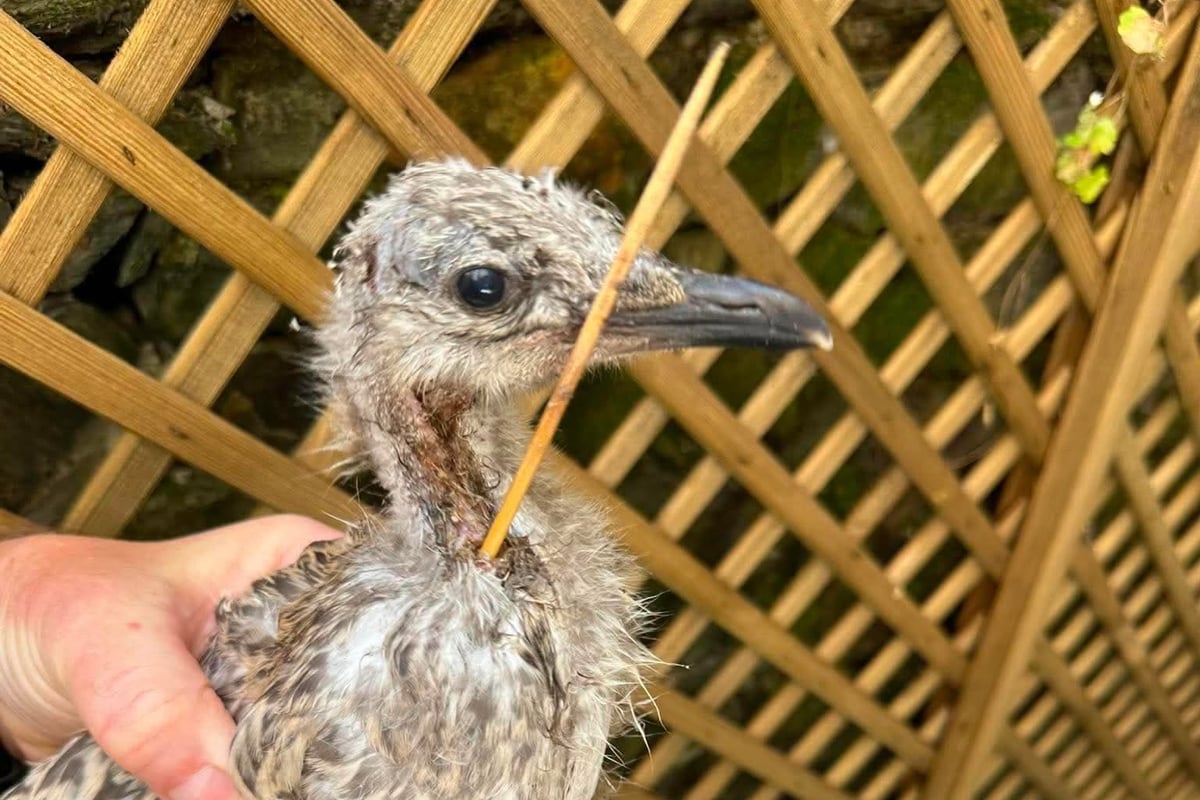 Young gull dies after being found with skewer embedded in chest