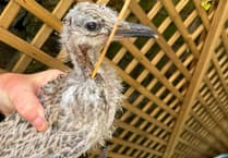 Young gull dies after being found with skewer embedded in chest