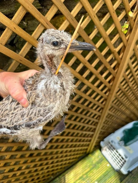 The gull was taken to Milan Vets, but despite veterinary efforts, it could not be saved