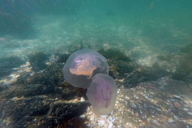 Dave Corkish spotted these jellyfish on a recent dip