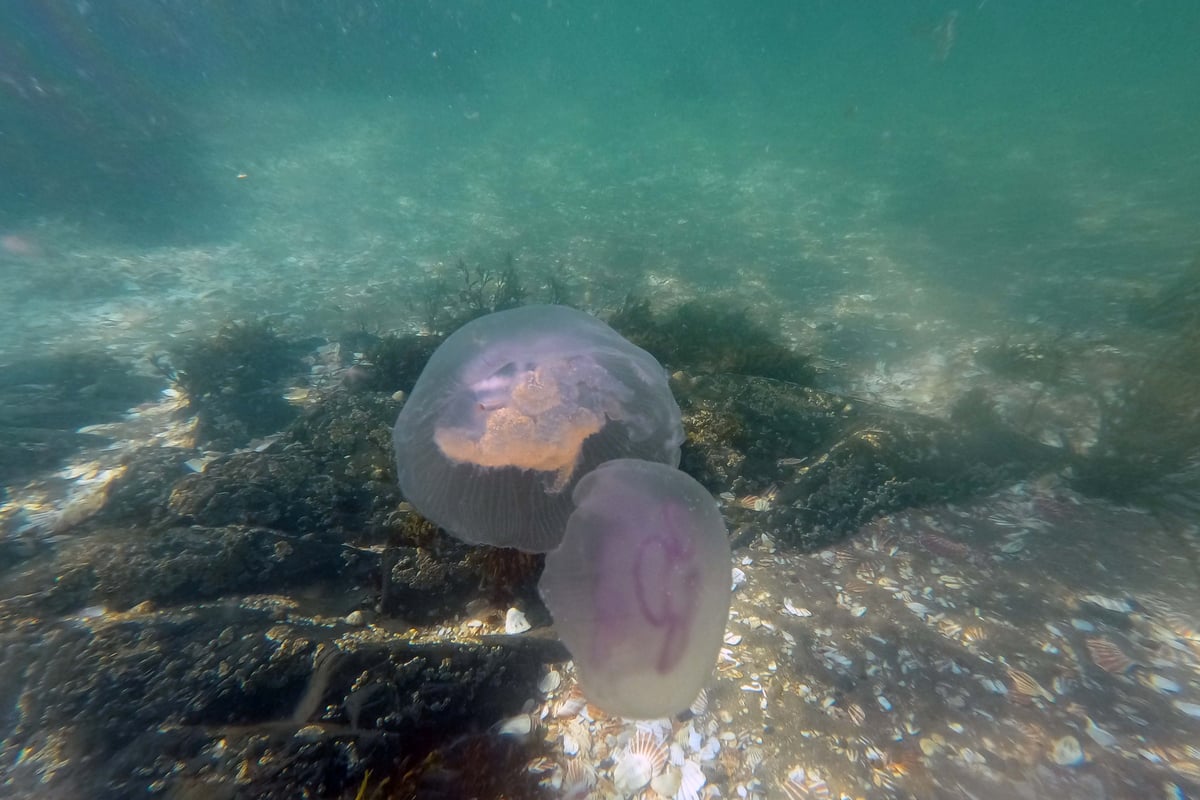 The jellyfish found in Isle of Man waters and which should be avoided