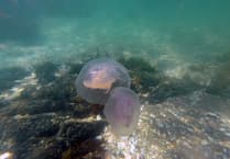 The jellyfish found in Isle of Man waters and which should be avoided