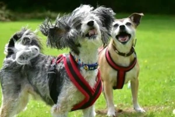 MSPCA column: Max and Ruby seek a 'retirement home' hero