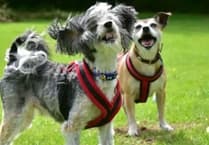 MSPCA column: Max and Ruby seek a 'retirement home' hero