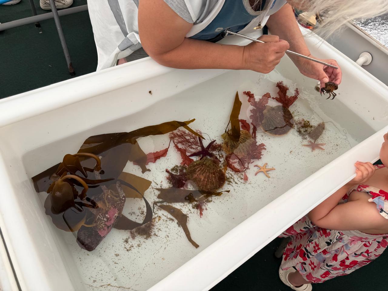 Specialists were on site to showcase the different marine species sharing the island with us