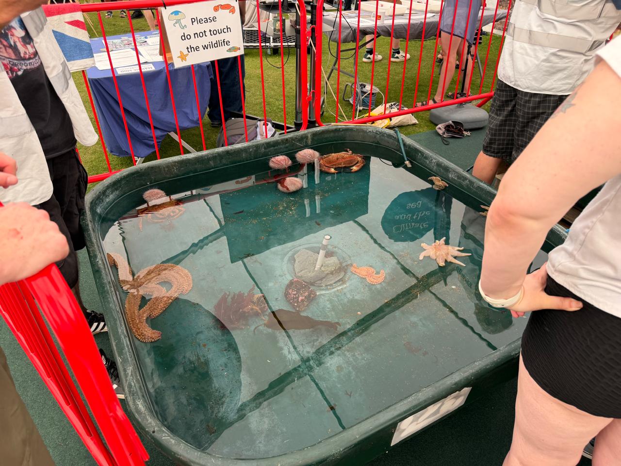 Lobsters, Crabs, Sea Urchins and Starfish were all on display in regulated tanks for people to see